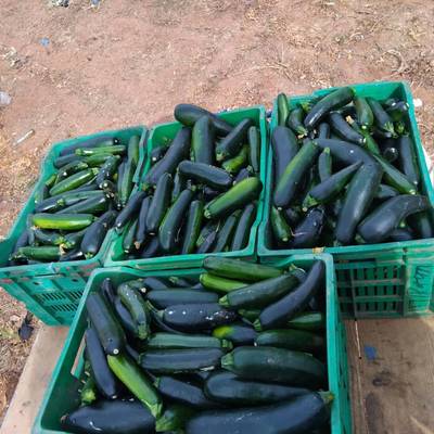 Harvest time