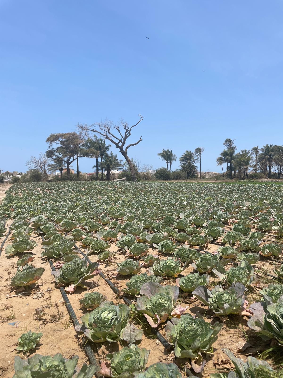 Field update April 2025