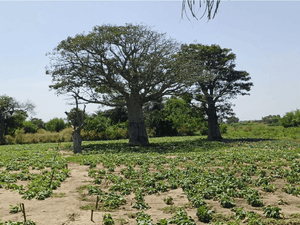 Baseline study onion value chain Kayar (Senegal)