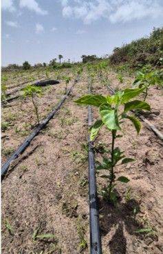 Good application of fertilisers