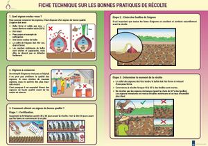Technical sheet on onion cultivation (FR)