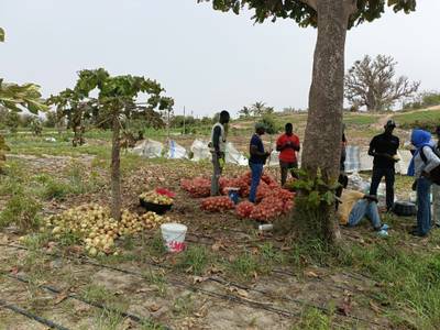 Onion harvest